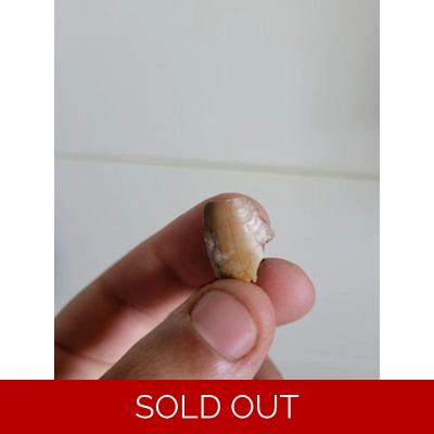 Bargain Rare Majungasaurus Dinosaur Tooth Fossil